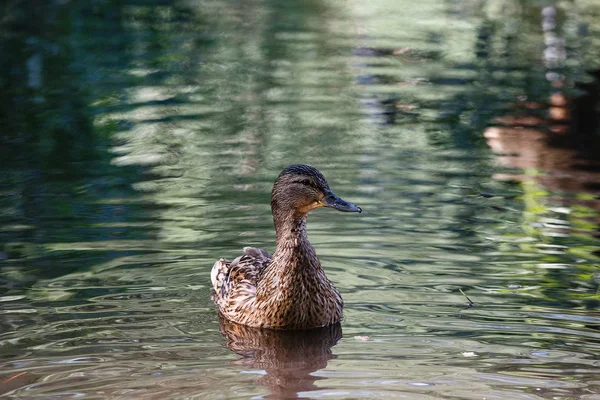 En anka i en damm, med vågor på vattenytan. — Stockfoto