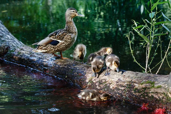 Anka med ankungar på dammens yta. — Stockfoto