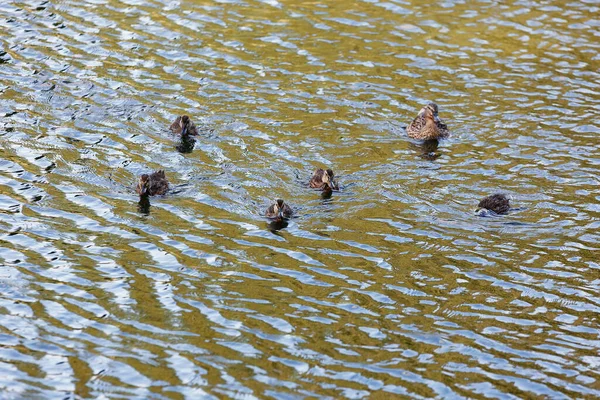 Pato Com Patinhos Superfície Lagoa — Fotografia de Stock