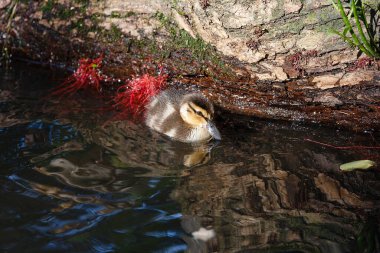 Ördekli ördekler göletin yüzeyinde.