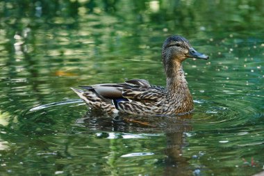 Suyun yüzeyinde dalgaları olan bir ördek..