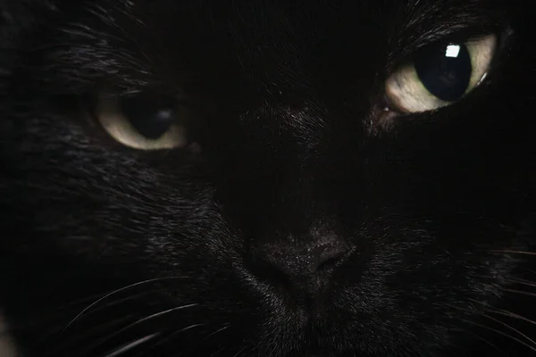 Siyah Kedinin Sarı Gözü Yaklaş — Stok fotoğraf