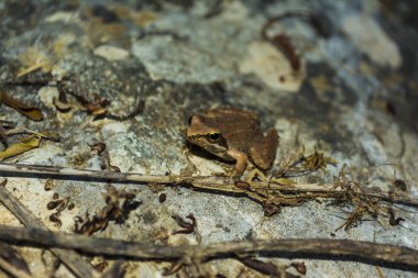 Kahverengi Kurbağa Yunanistan bir taşa oturur