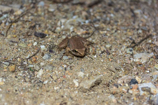 Brown Frog Sits Rock Greece — Stock Photo, Image