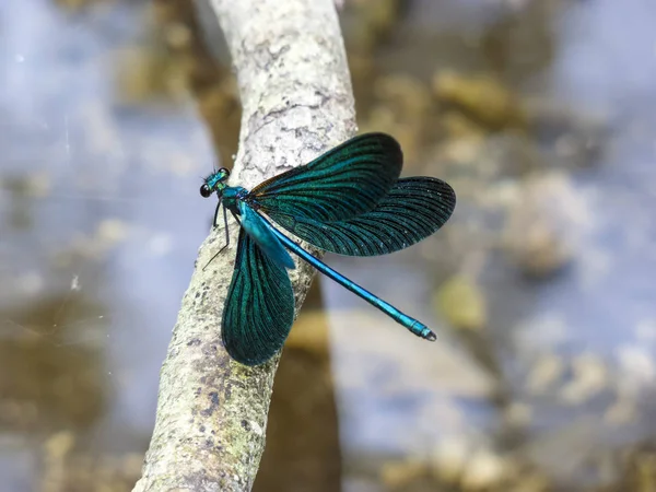 Libellula Blu Seduta Ramo Albero — Foto Stock