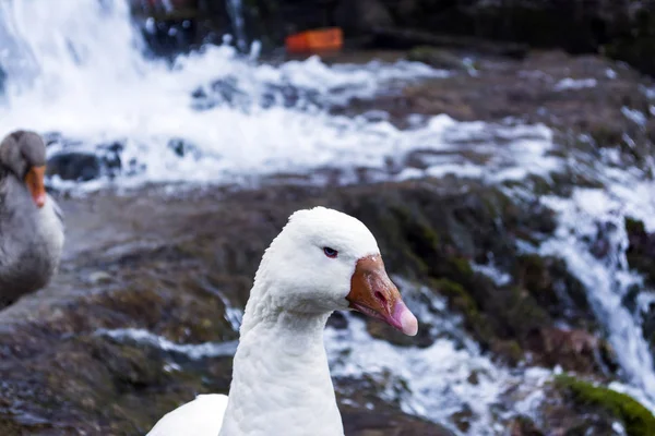 Weiße Ente Mit Orangenem Schnabel Neben Einem Wasserfall — Stockfoto