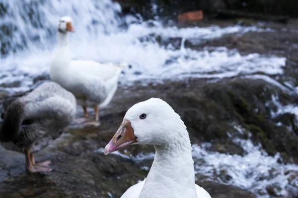 Weiße Enten Mit Orangenem Schnabel Neben Einem Wasserfall — Stockfoto
