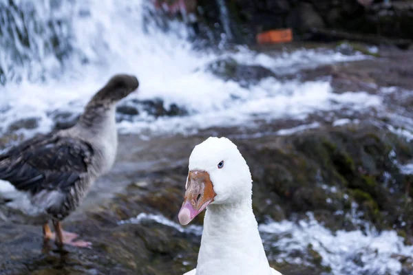 Weiße Enten Mit Orangenem Schnabel Neben Einem Wasserfall — Stockfoto