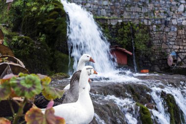 Beyaz ve gri ördekler bir şelale yanında turuncu gaga ile.