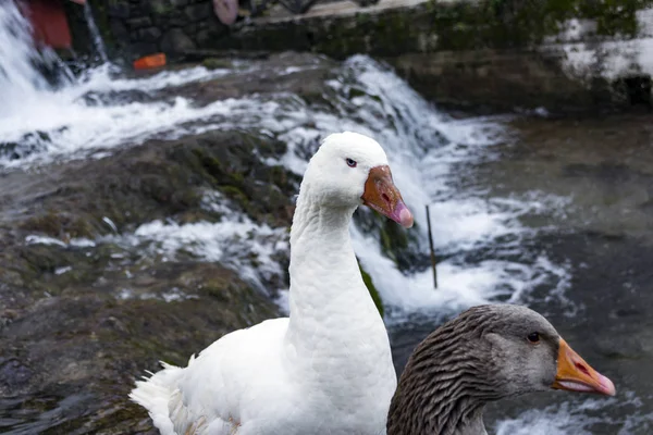 Weiße Und Graue Enten Mit Orangenem Schnabel Neben Einem Wasserfall — Stockfoto