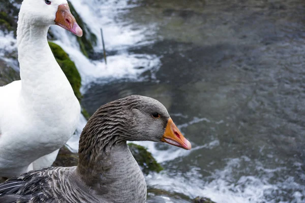 Weiße Und Graue Enten Mit Orangenem Schnabel Neben Einem Wasserfall — Stockfoto