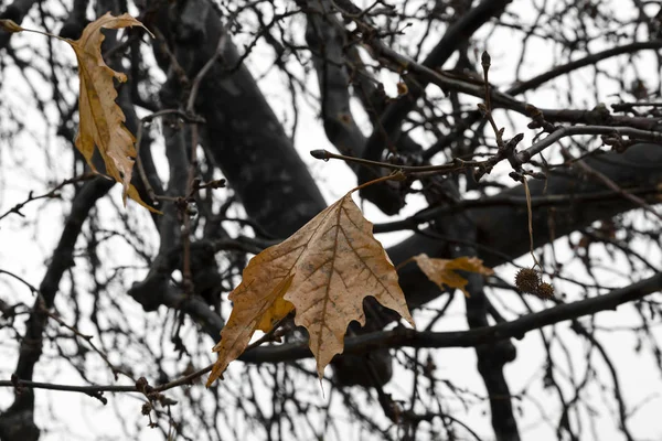 冬に乾燥した葉を持つ平面木の枝 — ストック写真
