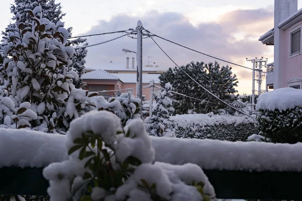 Winter yard with snowed trees — Stock Photo, Image