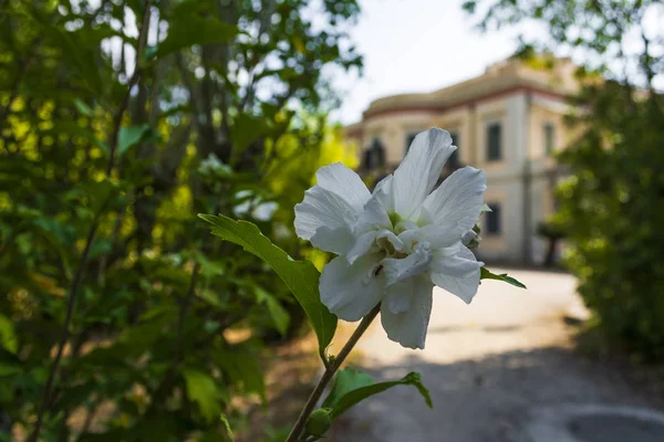 Korfu adasında Mon Repos sarayının görünümü, Yunanistan — Stok fotoğraf