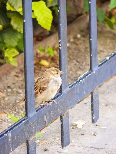 Gorrión sentado en la barandilla de un parque —  Fotos de Stock