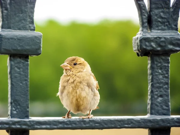 Sparrow sitter på räcket i en Park — Stockfoto