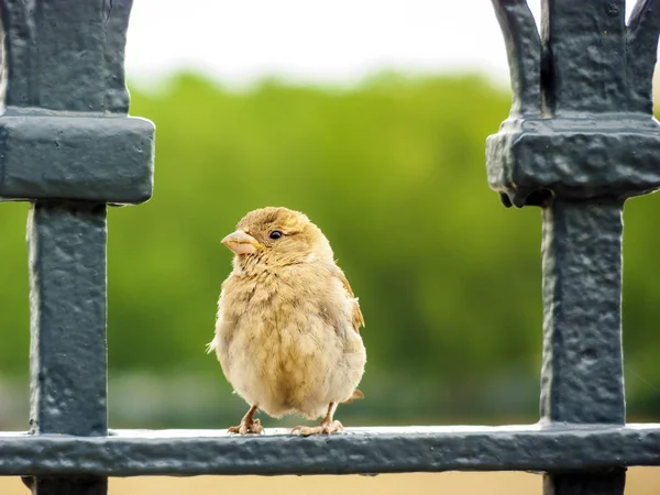 Sperling sitzt auf dem Geländer eines Parks — Stockfoto