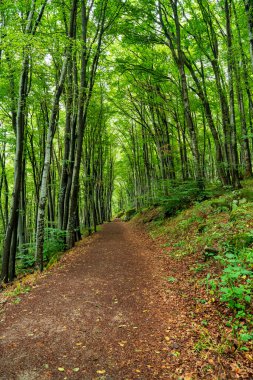 Bulgaristan 'ın Sofya kenti yakınlarındaki Vitosha Dağı' nda yeşil orman boyunca toprak yürüyüş yolu, doğa yürüyüşleri ve çevre turizmi için ideal.