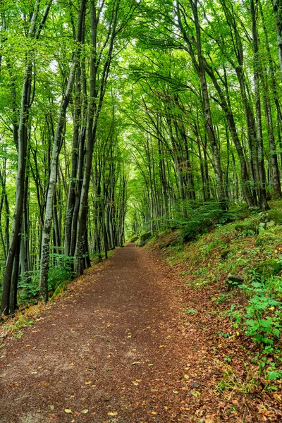 Bulgaristan 'ın Sofya kenti yakınlarındaki Vitosha Dağı' nda yeşil orman boyunca toprak yürüyüş yolu, doğa yürüyüşleri ve çevre turizmi için ideal.