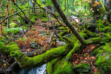 Bulgaristan 'ın Sofya kenti yakınlarındaki Vitosha Dağı' nda dere, kaya ve ahşap köprüyle dolu gür yosun kaplı orman, mistik bir manzara yaratıyor..