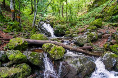 Bulgaristan 'ın Sofya kenti yakınlarındaki Vitosha Dağı' nda küçük çağlayan şelale, yosunlu kayalar, düşen kütükler ve yemyeşil ormanlarla.