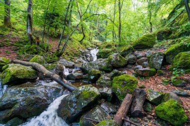 Bulgaristan 'ın Sofya kenti yakınlarındaki Vitosha Dağı' nda küçük çağlayan şelale, yosunlu kayalar, düşen kütükler ve yemyeşil ormanlarla.