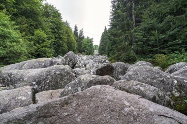 Bulgaristan 'ın Sofya kenti yakınlarındaki Vitosha Dağı' ndaki Altın Köprüler taş nehri, yoğun yeşil orman boyunca uzanan dev kayalarla dolu..