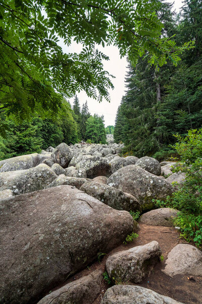 Каменная река Золотые мосты на горе Витоша близ Софии, Болгария, с массивными валунами, протянувшимися через густой зеленый лес.