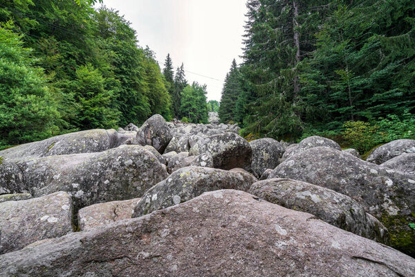 Каменная река Золотые мосты на горе Витоша близ Софии, Болгария, с массивными валунами, протянувшимися через густой зеленый лес.
