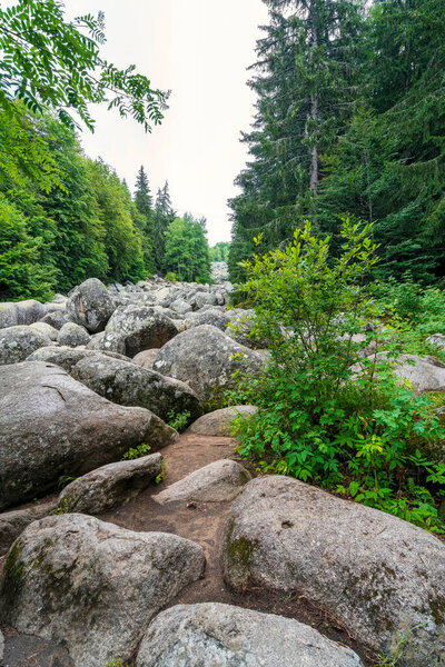 Каменная река Золотые мосты на горе Витоша близ Софии, Болгария, с массивными валунами, протянувшимися через густой зеленый лес.
