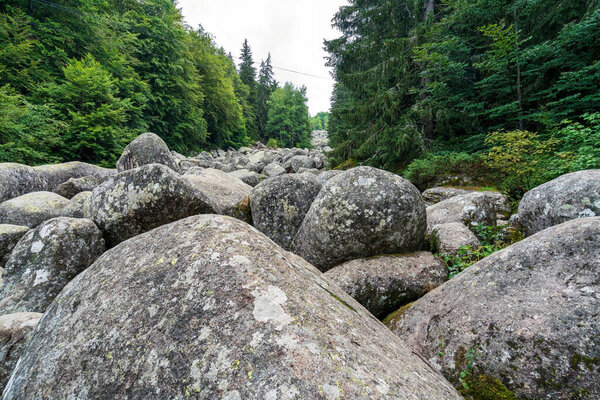 Каменная река Золотые мосты на горе Витоша близ Софии, Болгария, с массивными валунами, протянувшимися через густой зеленый лес.