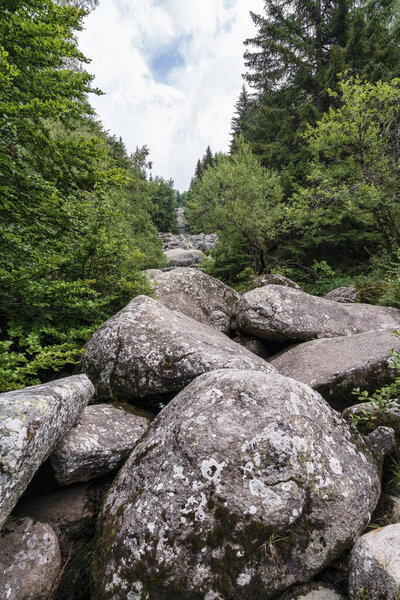 Каменная река Золотые мосты на горе Витоша близ Софии, Болгария, с массивными валунами, протянувшимися через густой зеленый лес.