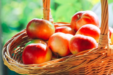 Tatlı elma sepeti. Kavram hasat. Yeşil arka plan bulanık. Tarım, tarım, bahçecilik, organik gıda