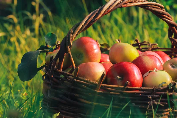 Apples with leaves in vintage basket on grass. Fall harvest, apple picking concept. Agriculture, orchard, gardening, farming, autumn, august