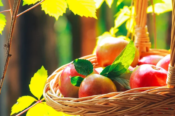 用篮子和藤蔓把苹果和树叶合在一起 收获概念 有机食品 — 图库照片
