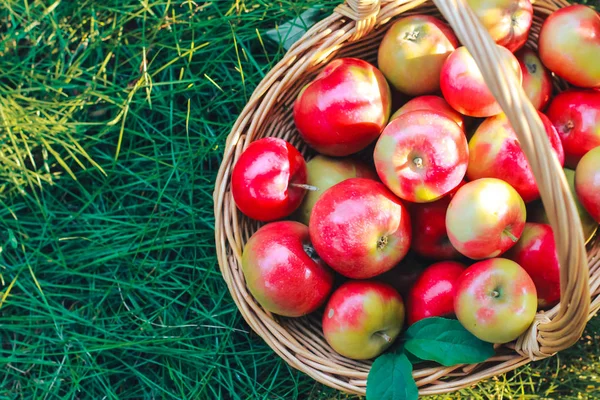 篮子里的苹果在草地上 夏秋丰收的概念 素食食品 — 图库照片
