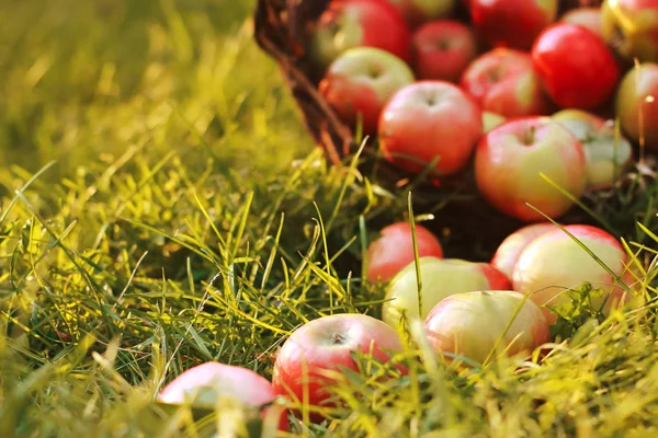 在篮子和草地上的新鲜苹果模糊 秋季收获理念 苹果采摘 秋季季节 — 图库照片