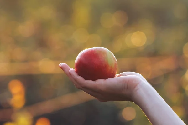 Apfel Auf Palme Verschwommener Hintergrund Des Sonnenuntergangs Herbsternte Apfelpflückkonzept Herbsternte — Stockfoto
