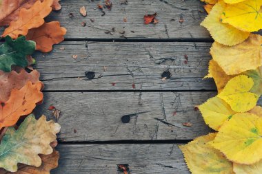 Sonbaharda yapraklar üzerinde ahşap plakalar. Sonbahar arka plan kavramı. Meşe yaprağı, açık havada, Eylül, Ekim, kopyalama alanı