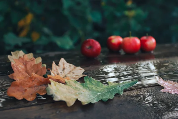 Fall foliage and red apples on wooden desk. Apple picking, thanksgiving concept. Oak leaves, planks, raining, September, October, November, autumn, fall foliage