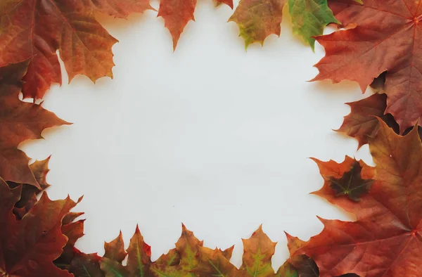 Fall maple leaves frame. Autumn background concept. Border, copy space, September, October, November