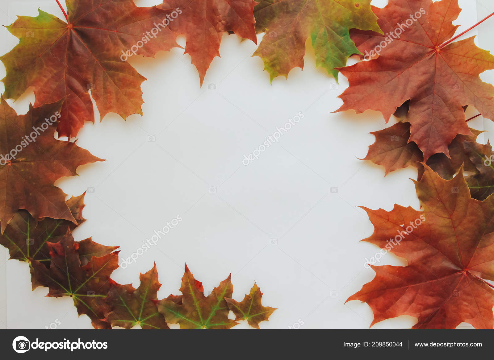 新着11 月背景 花の画像