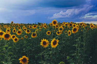 Alacakaranlık bulutlu menekşe gökyüzü altında ayçiçeği alanı. Tarım konsepti. Tarım, petrol, hasat sezonu, sıra, organik gıda, Ağustos