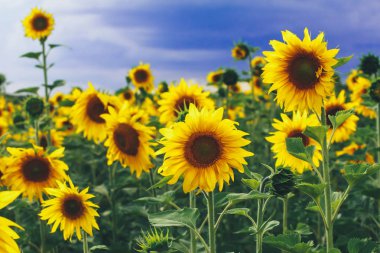 Akşam menekşe gökyüzü altında ayçiçeği alanı. Tarım konsepti. Tarım, petrol, hasat sezonu, sıra, organik gıda, Ağustos