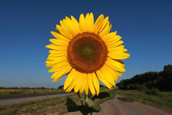 Sun flower over rural landscape. Sunflower, country road, field and clear blue sky. Farming concept. Nature, summer, front view, head