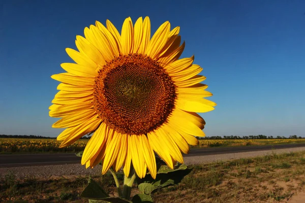 Sun flower over rural landscape. Sunflower, country road, field and clear blue sky. Farming concept. Nature, summer, front view, head