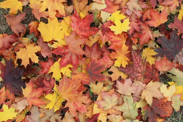 Höstlöv Omslag Falla Bakgrunds Koncept Lönn Röd Gula Löv September — Stockfoto