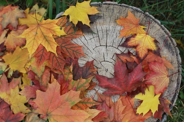 Maple Leaves on tree cut. Autumn background concept. Maple, red, yellow foliage, September, October, November, border, frame, wooden stump