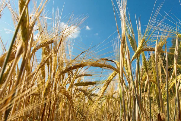 Rye ears closeup. Harvest, agriculture, farming concept. Barley field, grain, low angle, bottom view, blue sky
