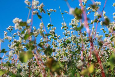 Açık mavi gökyüzüne karşı karabuğday çiçekleri. Düşük açı, alt görünüm. Çiftçilik, hasat, tarım kavramı. Çiçeklenme alanı, yaz, yakın çekim